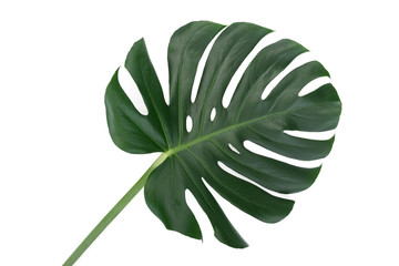Green leaf of a tropical flower monstera isolated on white background without shadows (high details).