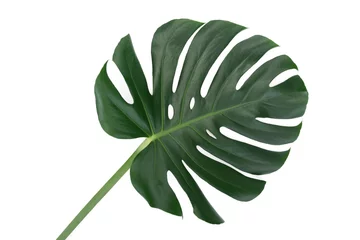 Tissu par mètre Monstera Feuille verte d& 39 une fleur tropicale monstera isolée sur fond blanc sans ombres (détails élevés).