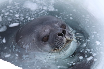 Weddel seal / ウェッデルアザラシ © akihiro