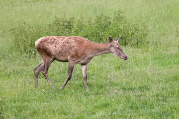 Naklejka na ściany i meble Red deer doe in a meadow