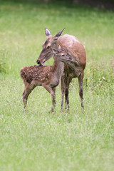 Red deer doe with her fawn