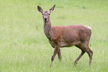 Red deer doe in a meadow