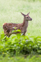 Naklejka na ściany i meble Red deer fawn running around in a meadow