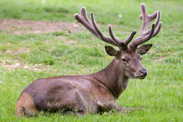 Naklejka na ściany i meble Red deer stag resting in a meadow