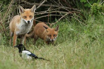 Fototapeta premium A cute wild Red Fox cub, Vulpes vulpes, standing in the long grass next to the vixen.