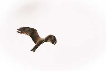 Black kite flying in front of a blue sky