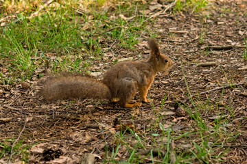 wild red squirrel with a bushy tail in the woods