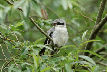 A magnificent rare Great Grey Shrike, Lanius excubitor, perching on a branch in a Willow tree, on a dark, windy, rainy day. It is looking around for food to capture and eat.