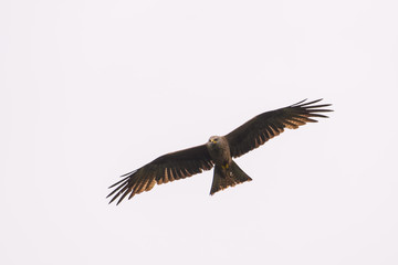 Fototapeta na wymiar Black kite flying in front of a blue sky