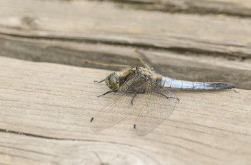 A beautiful male Black-tailed Skimmer, Dragonfly, Orthetrum cancellatum, perching on a wooden boardwalk .