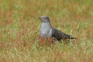 A stunning Cuckoo (Cuculus canorus) searching on the ground in a meadow for food.	