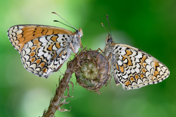 Butterflies in the woodland area
