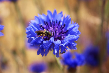 Cute Bee Checking Out a Flower