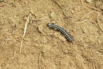 Yellow Spotted Millipede on the Forest Ground