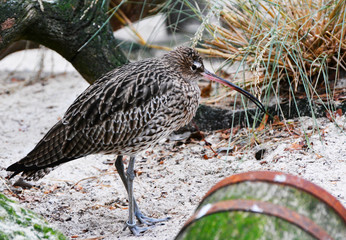 an eurasian curlew rests