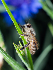 Western honey bee climbing a cornflower leaf. Apis mellifera macro.