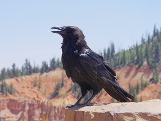 Medium close side view of a black bird perched on a ledge