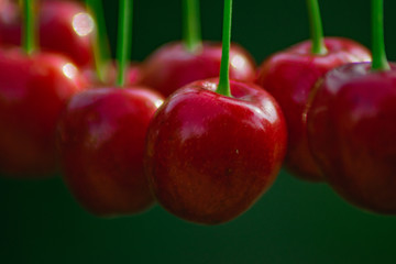 Cherries on the string in the garden on a sunny day