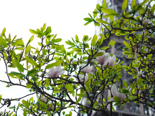 Magnolia flowers in the park beside the city streets.