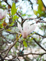 Magnolia flowers in the park beside the city streets.
