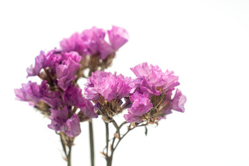 Obraz premium Close up of pink Flower on a white background.