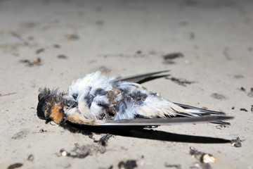 dead tit frozen in a cold room