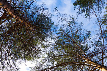 Fototapeta premium View of the branches of pines in the winter forest up to the sky