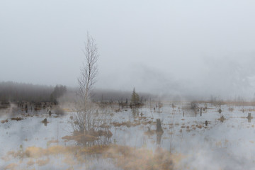 Mysterious forest at foggy morning in swamp area