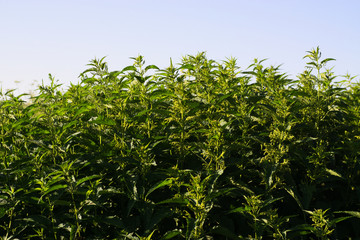 nettle in all its glory on a clear day