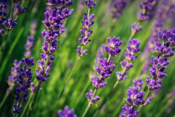 Obraz premium Lavender bushes closeup with bloom and green background