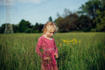 Cute adorable beautiful preschool Caucasian girl walking in tall high grass on meadow at sunset. Happy child kid enjoying summer. Lifestyle authentic childhood. Village rustic rural life.