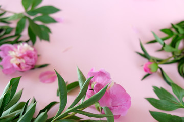 beautiful pink peony on pink backround. Floral composition