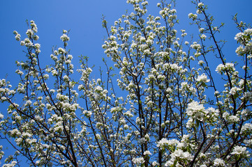 blooming apple tree texture background
