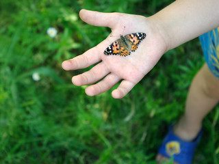 Butterfly on the hand of a child. Butterfly painted lady on the hand of a little child. Сontact with nature. 