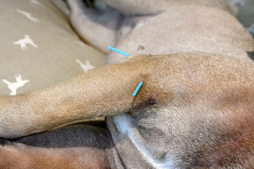 Two long blue acupuncture needles sticking in upper arm of dog to treat severe skin condition...