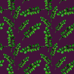 Pattern seamless watercolor boxwood branch with green leaves isolated in violet background.