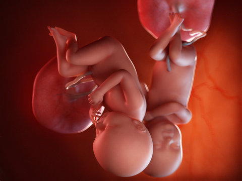 3d rendered medically accurate illustration of twin fetuses - week 39