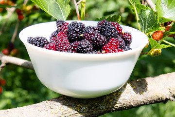 White bowl with delicious ripe juicy mulberry stands on a tree branch in the open air