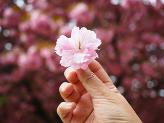Beautiful cherry blossoms in lady hand attract tourists in Japan.