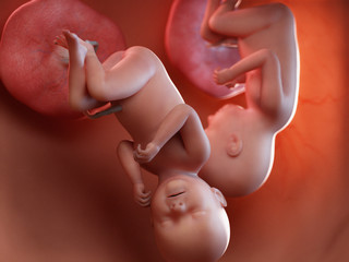 3d rendered medically accurate illustration of twin fetuses - week 37
