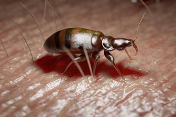 3d rendered medically accurate illustration of a bed bug on human skin