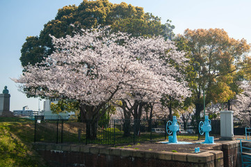 Obraz premium 青空と満開の桜の花