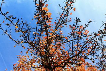 autumn, nature, yellow, orange colours