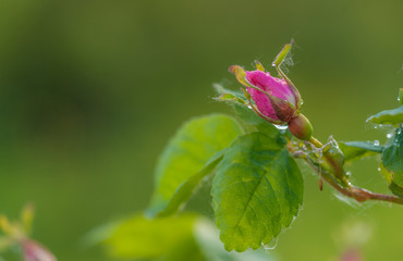 Wet Wild Rose Bud