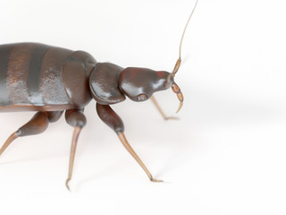 3d rendered medically accurate illustration of a bed bug on white background