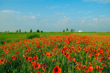 Local road along the poppy field on which moves a white car in the morning in the summer.