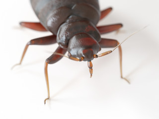 3d rendered medically accurate illustration of a bed bug on white background
