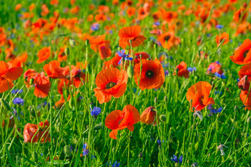 Field of wild floral poppy and cornflower at dawn in summer in Ukraine. Postcard.