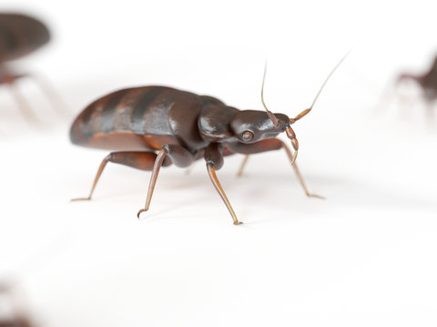 3d Rendered Medically Accurate Illustration Of A Bed Bug On White Background