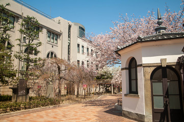 Fototapeta premium 古い建築物と桜の花